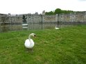 2014-04-24 14-57-24 Fontainebleau CGn